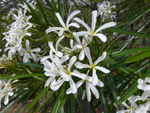 Plumeria stenophylla 